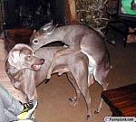 Click image for larger version

Name:	bad_deer.jpg
Views:	332
Size:	52.0 KB
ID:	938076