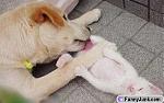 Click image for larger version

Name:	pimp_dog.jpg
Views:	305
Size:	23.7 KB
ID:	938102