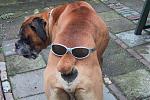 Click image for larger version

Name:	dog_face.jpg
Views:	314
Size:	30.7 KB
ID:	938106