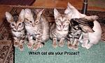 Click image for larger version

Name:	drugcats.jpg
Views:	311
Size:	76.3 KB
ID:	938107