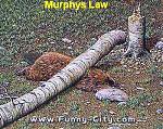 Click image for larger version

Name:	213.jpg
Views:	312
Size:	51.5 KB
ID:	938164