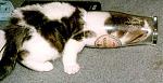 Click image for larger version

Name:	punishkitty.jpg
Views:	248
Size:	19.9 KB
ID:	938211
