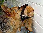 Click image for larger version

Name:	cat&amp;amp;dog.jpg
Views:	312
Size:	295.2 KB
ID:	938269