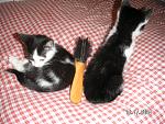 Click image for larger version

Name:	kitties2.jpg
Views:	301
Size:	192.4 KB
ID:	938285