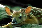 Click image for larger version

Name:	bored_bambi.jpg
Views:	365
Size:	26.8 KB
ID:	938292