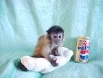 Click image for larger version

Name:	capuchinbaby.jpg
Views:	4071
Size:	28.6 KB
ID:	938322