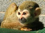 Click image for larger version

Name:	little_monkey.jpg
Views:	1722
Size:	124.2 KB
ID:	938323