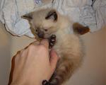 Click image for larger version

Name:	scratch belly.jpg
Views:	290
Size:	56.0 KB
ID:	938344