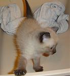 Click image for larger version

Name:	trying to escape.jpg
Views:	280
Size:	55.4 KB
ID:	938345