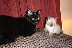 Click image for larger version

Name:	with boops.jpg
Views:	287
Size:	108.1 KB
ID:	938346