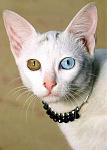 Click image for larger version

Name:	creepy_or_cute.jpg
Views:	315
Size:	10.7 KB
ID:	938406