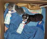 Click image for larger version

Name:	babies0519small.jpg
Views:	280
Size:	135.7 KB
ID:	938447