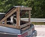 Click image for larger version

Name:	cow.jpg
Views:	424
Size:	19.0 KB
ID:	938484