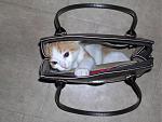 Click image for larger version

Name:	cat_in_a_bag.jpg
Views:	412
Size:	67.8 KB
ID:	938486