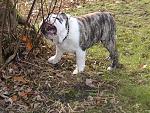 Click image for larger version

Name:	tree_eater_small.jpg
Views:	261
Size:	40.1 KB
ID:	938543