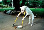 Click image for larger version

Name:	dog crap.jpg
Views:	475
Size:	10.5 KB
ID:	938598