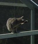 Click image for larger version

Name:	catonroof6.jpg
Views:	248
Size:	15.6 KB
ID:	939209