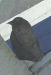 Click image for larger version

Name:	catonroof7.jpg
Views:	250
Size:	6.9 KB
ID:	939210