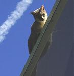 Click image for larger version

Name:	catonroof10.jpg
Views:	258
Size:	11.5 KB
ID:	939213