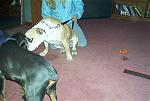 Click image for larger version

Name:	im001530.jpg
Views:	344
Size:	64.8 KB
ID:	939250