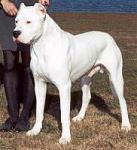 Click image for larger version

Name:	dogo_conlon.jpg
Views:	243
Size:	9.0 KB
ID:	939276