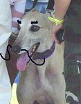Click image for larger version

Name:	greyhound2.jpg
Views:	275
Size:	36.7 KB
ID:	939291