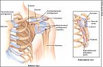 Click image for larger version

Name:	shoulder_anatomy.jpg
Views:	263
Size:	89.1 KB
ID:	939329