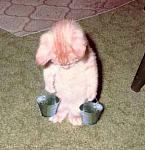 Click image for larger version

Name:	slavekitten.jpg
Views:	359
Size:	15.7 KB
ID:	939422