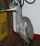 Click image for larger version

Name:	grey%20heron.jpg
Views:	478
Size:	41.5 KB
ID:	939441