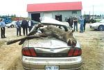Click image for larger version

Name:	moose2.jpg
Views:	333
Size:	36.1 KB
ID:	939455