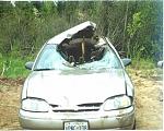 Click image for larger version

Name:	moose3.jpg
Views:	324
Size:	45.5 KB
ID:	939456