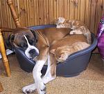 Click image for larger version

Name:	catdog.jpg
Views:	392
Size:	94.6 KB
ID:	939544