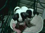 Click image for larger version

Name:	pup1.jpg
Views:	297
Size:	43.0 KB
ID:	939658