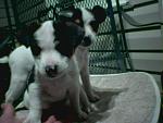 Click image for larger version

Name:	pup2.jpg
Views:	315
Size:	41.9 KB
ID:	939659