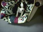 Click image for larger version

Name:	pup4.jpg
Views:	305
Size:	39.8 KB
ID:	939661