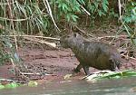 Click image for larger version

Name:	capybara.jpg
Views:	274
Size:	61.9 KB
ID:	939719