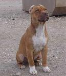 Click image for larger version

Name:	cool dog[1].jpg
Views:	181
Size:	24.2 KB
ID:	939723