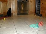 Click image for larger version

Name:	ducks 2.jpg
Views:	372
Size:	186.9 KB
ID:	939859