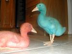 Click image for larger version

Name:	ducks 3.jpg
Views:	364
Size:	175.4 KB
ID:	939860