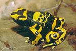 Click image for larger version

Name:	poison frog.jpg
Views:	272
Size:	32.1 KB
ID:	939942