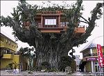 Click image for larger version

Name:	tree_house.jpg
Views:	260
Size:	56.8 KB
ID:	939943