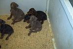 Click image for larger version

Name:	litter 2.jpg
Views:	217
Size:	34.0 KB
ID:	939965