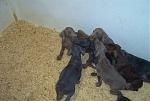 Click image for larger version

Name:	litter 3.jpg
Views:	240
Size:	33.3 KB
ID:	939966