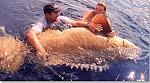 Click image for larger version

Name:	db_goliath_grouper1.jpg
Views:	237
Size:	44.8 KB
ID:	939987