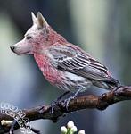 Click image for larger version

Name:	bird_fox.jpg
Views:	260
Size:	16.8 KB
ID:	940075