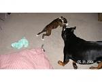 Click image for larger version

Name:	PICT0017.JPG
Views:	293
Size:	64.9 KB
ID:	940303