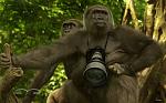 Click image for larger version

Name:	gorilla.jpg
Views:	311
Size:	36.3 KB
ID:	940386