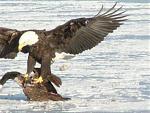 Click image for larger version

Name:	1tn_eagle_9.jpg
Views:	339
Size:	39.0 KB
ID:	940395
