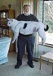 Click image for larger version

Name:	big_cat.jpg
Views:	350
Size:	10.2 KB
ID:	940399