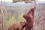 Click image for larger version

Name:	1bears.jpg
Views:	336
Size:	22.2 KB
ID:	940568